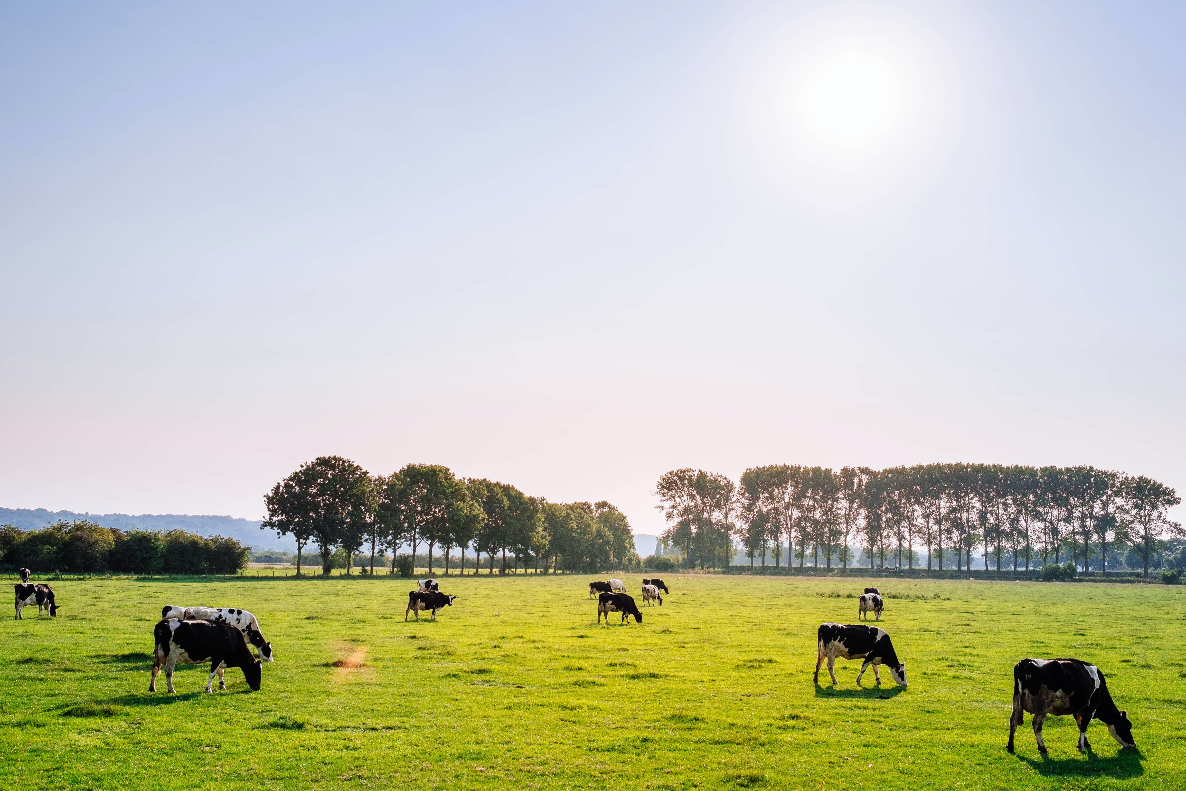 Cows in a grass field on a sunny day with trees in background