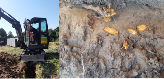 Graven van de proefsleuf (links), de karakteristieke oranje gekleurde duizendknoop wortelstokken zijn herkenbaar in het profiel (rechts) (Foto’s Wageningen UR)