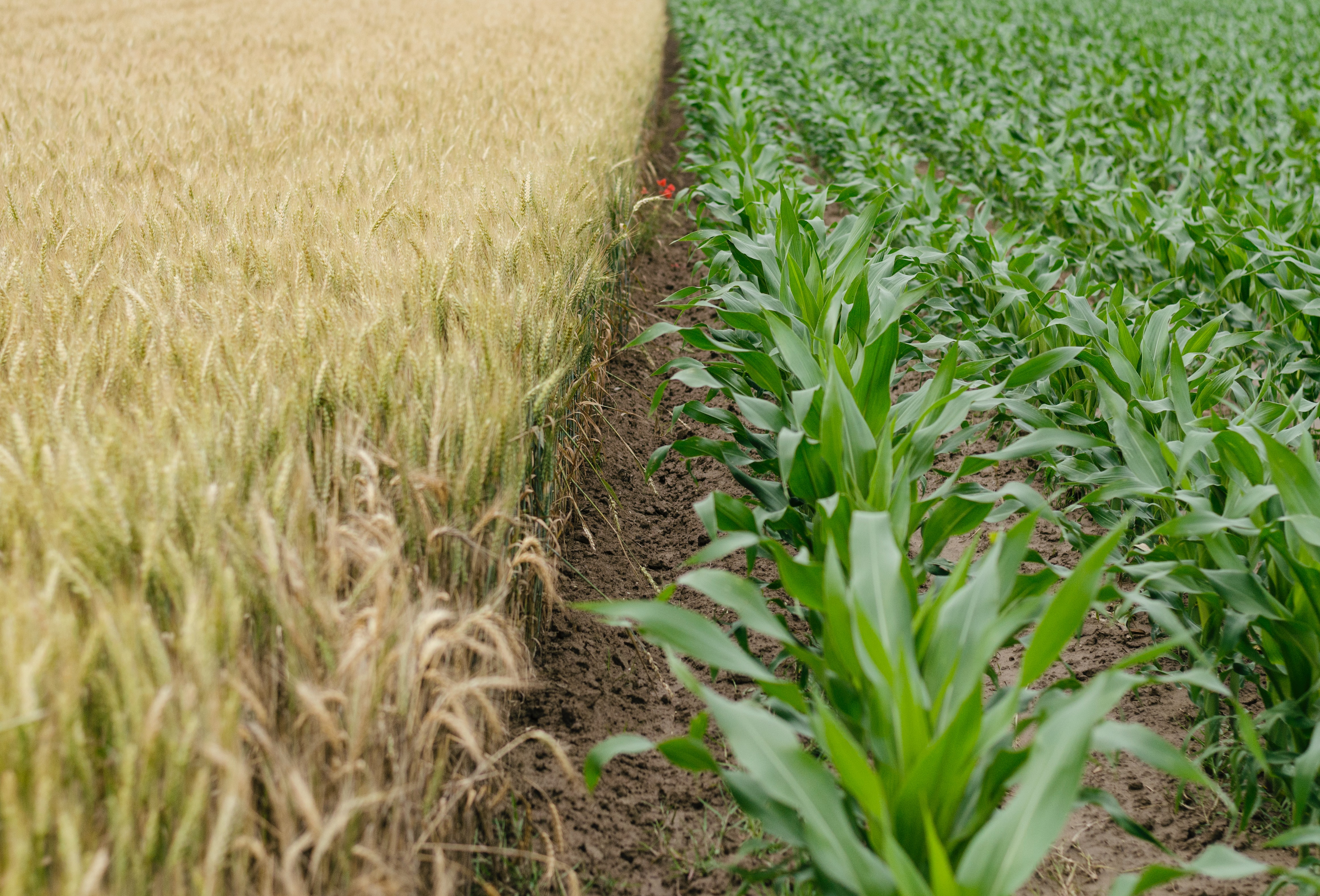 ERA-NET Cofund on Sustainable Crop Production
